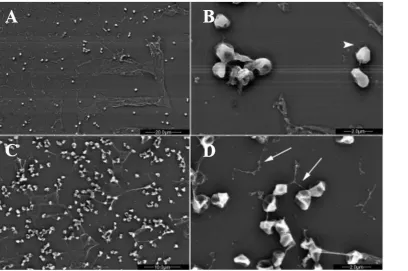 Figure 1.3: S. solfataricus adhesion patterns differ depending on the surface. S. solfataricus cells attached to mica (A,B; B is an enlargement of A) produce significantly more sheath-like structures compared to cells attached to glass (C,D; D is an enlarg