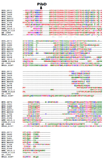 Figure S1: Duf1628 identified in proteins from diverse archaeal phyla. Amino acid sequence alignment of Duf1628-containing proteins of Hfx