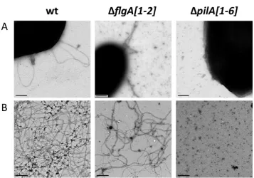 Figure 3.2: Only a small subset of cells lacking PilA1-6 contain flagella. (A) TEM of whole 