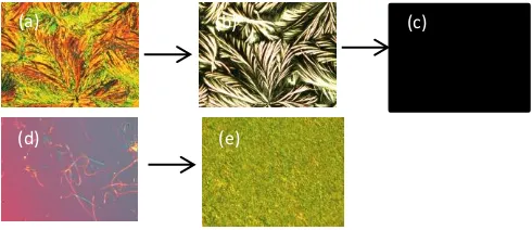 Fig. 3 Photomicrographs of homeotropic alignment. (a) The mixture quenched from the isotropic phase; the filaments have clearly nucleated and grown from specific points in the sample