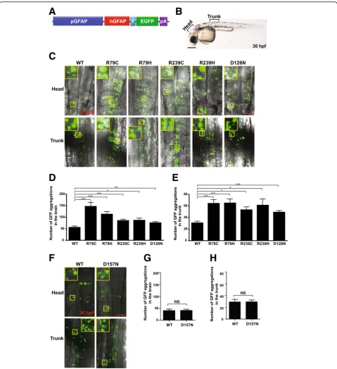 Fig. 3 Aggregation susceptibility of mutant GFAPs can be assessed using zebrafishembryos at 30 h post-fertilization (hpf) imaged in (