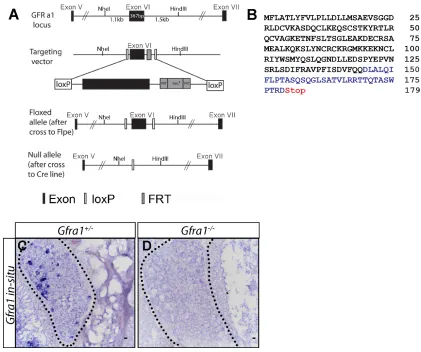 Figure S3: Generation of Gfra1 conditional and null alleles: (A) Schematic of generation of Gfra1 conditional and null alleles