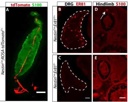 Figure 3: Er81 is required in neurons for Pacinian corpuscle development:  (A) NestinCre crossed to a ROSA-tdTomato (red) reporter allele exhibits recombination in innervating fibers of Pacinian corpuscles, but not in the S100+ (green) Schwann cells of the