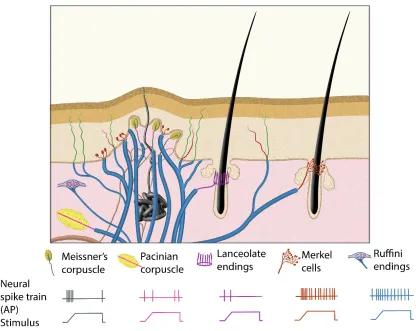 Figure 1. Illustration to demonstrate the morphologies and physiological properties of mammalian sustained stimulus