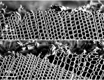 Fig. 2 Transverse ESEMmicrograph of a black sprucewood sample sanded with asingle-stage sanding program(a) and a three-stage sandingprogram (b)