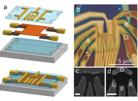 Figure 1. hBN/InSe/hBN heterostructure with graphene contacts and multiple top gates. (a) Schematic showing individual layers: 2D InSe (red), graphene (dark grey), hBN (blue), Cr/Au contacts and top gates (yellow), Si/SiO2 substrate (light grey)