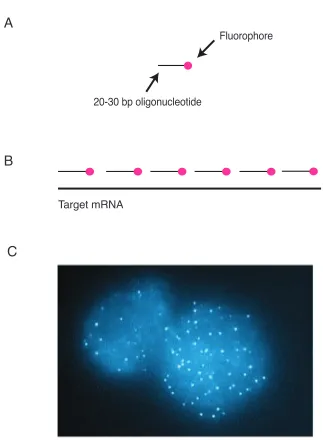 Figure 2.1: Illustrative schematic of single-molecule RNA FISH. A. Each 20-30 basepair long oligonucleotide is coupled to a ﬂuorescent dye