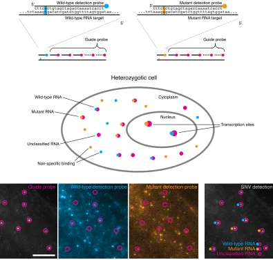 Figure 2.3: SNP-FISH scheme for colocalization in order to classify RNA transcriptsaccording to their allele of origin using three ﬂuorescent channels