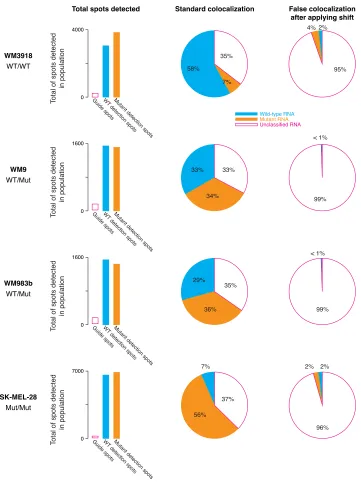 Figure 2.6: Quantiﬁcation of spurious colocalization. The bar graphs on the rightthe number of guide spots and detection spots identified in all the cells we analyzed