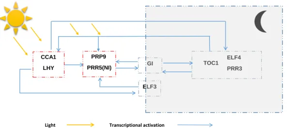 Figure 5: The inferred causal network among the circadian clock genes for Ara- Ara-bidopsis thaliana 