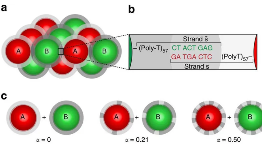 Figure 1.5: Adapted from Ref. (49). (A) Binary crystallite constructed from 400nm 