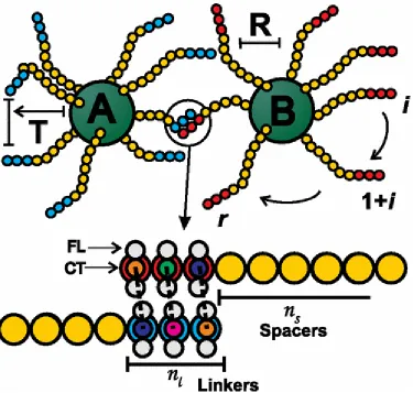 Figure 1.7: Repurposed from Ref. (65). Schematic representation of the model proposed 