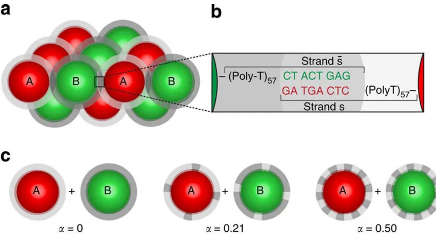 Figure 2.1: Adapted from Ref. (49). (A) Binary crystallite constructed from 400nm 