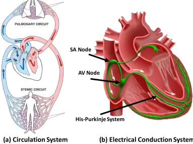 Figure 2.1: (a) The circulation system (http://revisionworld.com/). (b) Electrical Conduc-tion system of the heart