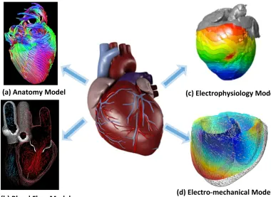 Figure 3.1: Physiological models of the heart from diﬀerent perspectives