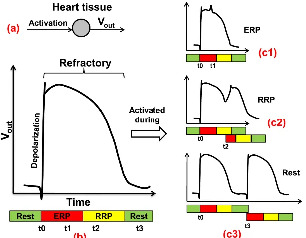 Figure 3.2: (a) The generation of Action potential; (b) Action potential; (c1) The secondactivation arrived during ERP; (c2) Arrived during RRP; (c3) Arrived after refractory.