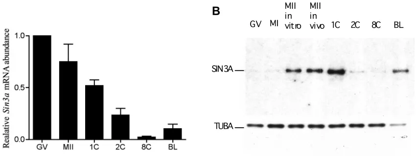 Figure 3.1. Developmental expression profile of Sin3a/SIN3A. 