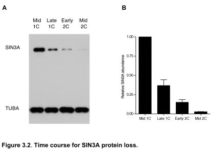Figure 3.2. Time course for SIN3A protein loss.   (A) Immunoblot analysis for SIN3A was conducted at the indicated developmental stages