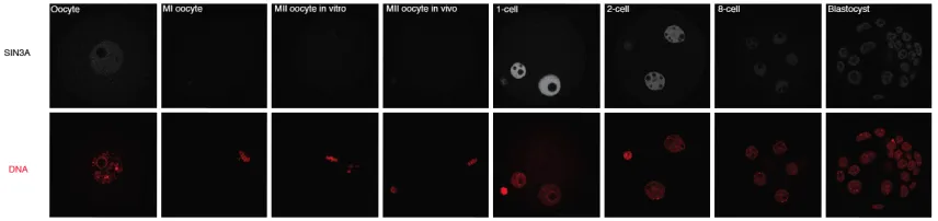 Figure 3.4. Developmental expression profile of SIN3A protein by immunocytochemistry. 