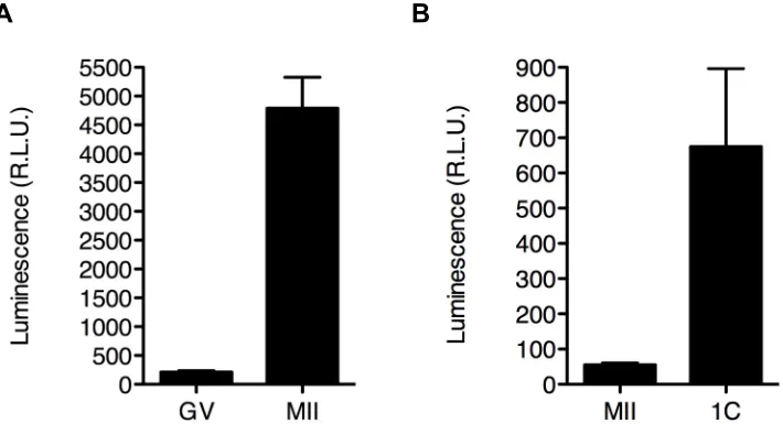 Figure 3.6. Sin3a 3’UTR contains elements that drive translational recruitment during oocyte maturation and following activation