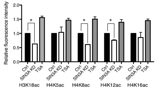 Figure 3.8. Effect of inhibiting the maturation-associated increase in SIN3A on histone acetylation in 1-cell embryos