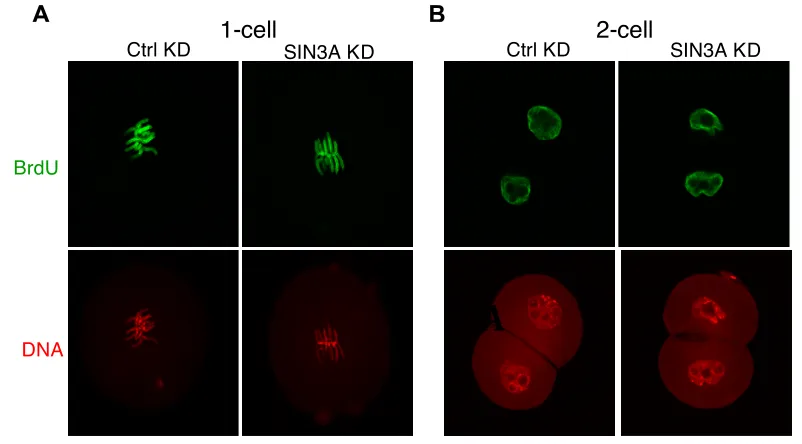 Figure 3.10. DNA replication is not inhibited in 1- and 2-cell embryos when 
