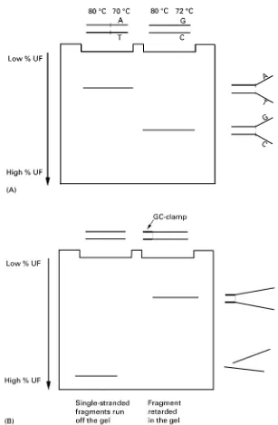 Figure 1Principles of denaturing gradient gel electrophoresis. (A) Single base changes affect the melting temperature of a fragment,which results in a gel shift