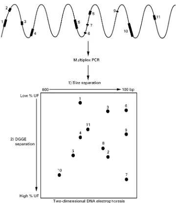 Figure 2Schematic depiction of a TDGS test. All exons are amplified in an extensive multiplex reaction, and the fragments areresolved by size separation, followed by separation in a gradient of denaturants