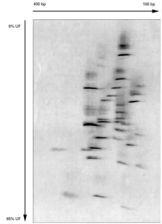 Figure 7Empirical TDGS pattern of the retinoblastoma susceptibility gene RB1, containing a mutation in exon 2.
