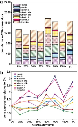 Figure 5.2: Cytoskeletal gene expression varies in the m.3243A>G cybrid cell ‎lines.  (a) RNAseq data showing absolute cumulative gene expression of various cytoskeletal proteins in each of the eight cell lines