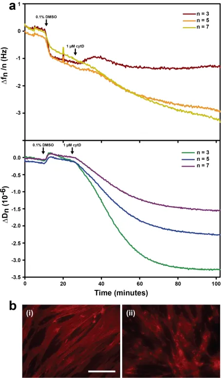 Figure ‎3.11: QCM-D measurements of cells treated with cytochalasin D.  (a) Real-time frequency and dissipation changes of a chemFN coated crystal plated with fibroblasts and then subjected to 1 µM cytD