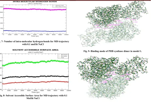 Fig. 10- Binding mode of PHB synthase dimer in model 2. 