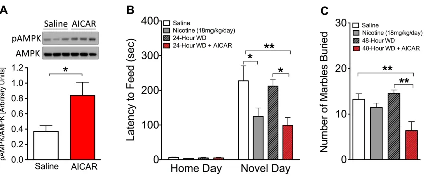 Figure 2.2 Chronic AICAR increases pAMPK in the hippocampus and reduces anxiety-like behavior during 24-hour withdrawal
