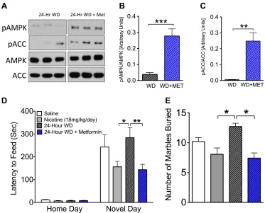 Figure 2.3 Systemically administered metformin increases pAMPK in the hippocampus and reduces anxiety-like behavior during nicotine withdrawal in the novelty-induced hypophagia (NIH) and marble-burying (MB) test