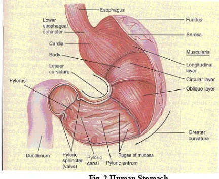 Fig. 2 Human Stomach 