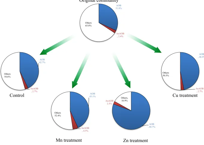 Fig. 4. Abundance of anammox bacteria (AnAOB) and ammonium oxidizing bacteria (AOB) before and after long-term exposure to trace 