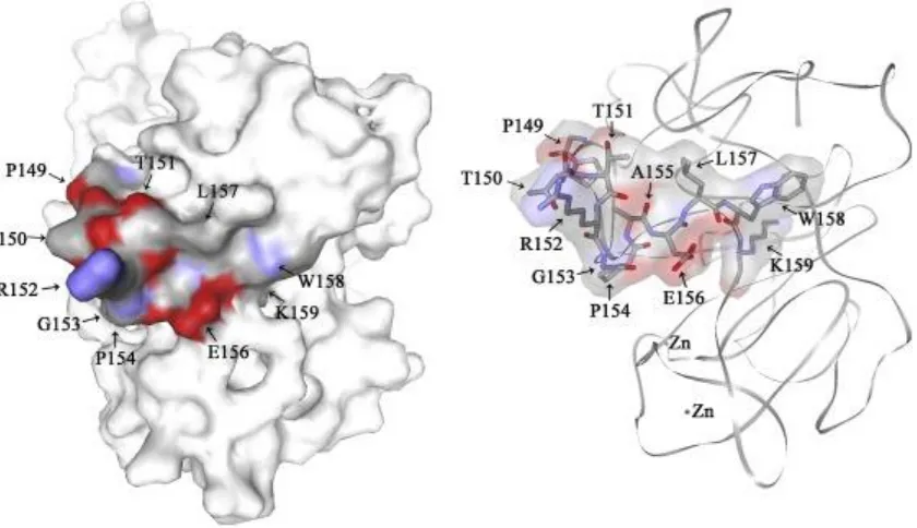 Fig. 4. Relative localization of the identified epitopes in the predicted 3D structure of the NDV V protein