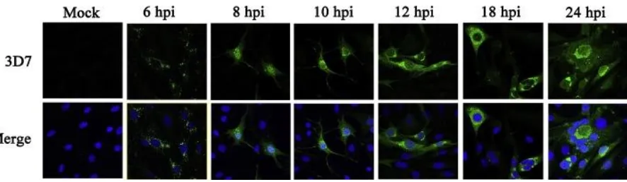 Fig. 6. Dynamic expression of V protein in DF-1 cells infected with the NDV strain ZJ1 by WB