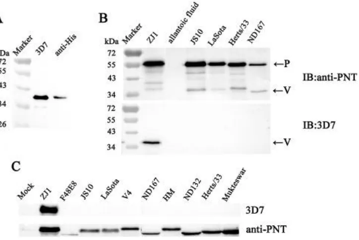 Fig. 2. Reactivity and specificity assay of mAb clone 3D7 by Western blot. (A) WB assay of the His-tagged V proteins expressed by the recombinant plasmid pFLAG -ZJ1-V in DF1 cells using anti-His or mAb 3D7 antibodies
