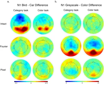 Figure 2. Cortical maps at 170 ms after stimulus onset (at the peak latency of the N1 component) for bird-car ERP differences (a) and greyscale-color differences (b) for the intact (top row), Fourier-scrambled (middle row) and pixel-scrambled images (botto