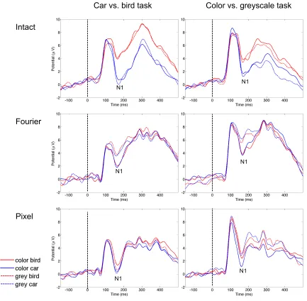 Figure 3.  ERPs in the car vs. bird (left) and color vs. greyscale (right) categorization tasks