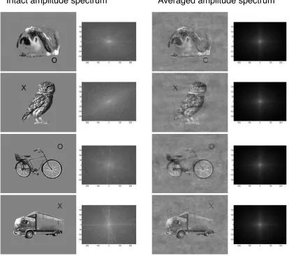 Figure 1. Example stimuli. Images of animals or vehicles containing an X or an O with intact (left) or averaged (right) amplitude spectrum