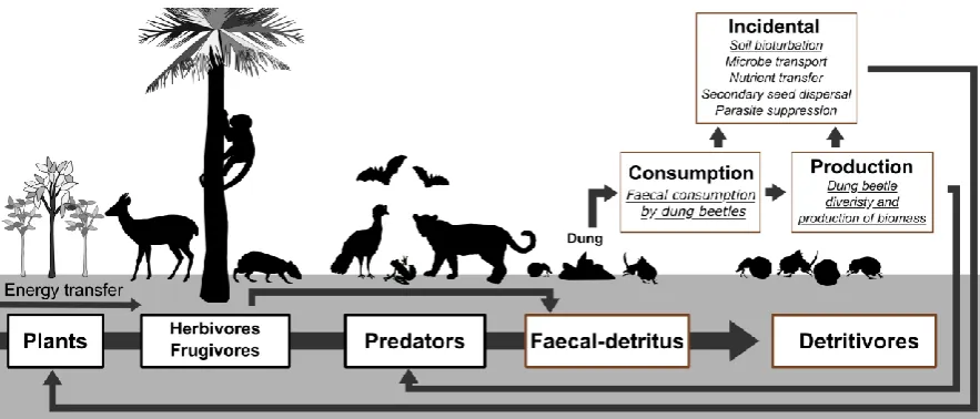Figure 1. Dung beetle-mediated faecal detritus-pathway. The energy flow comes from Sun and other key soil elements (e.g