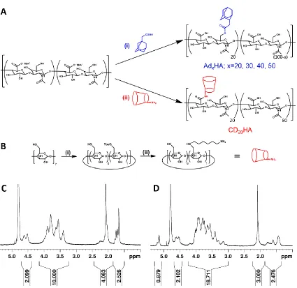 Figure 4.1. Synthesis of guest (Adx-HA) and host (CD20-HA) macromers. (A). (i) 3.0 equiv Ad-COOH, DMAP/BOC2O, DMSO, 45ºC, 24 h