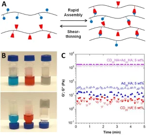 Figure 4.3. Overview of hydrogel formation. (A) Schematic of dynamic crosslink formation utilizing guest-host complexation