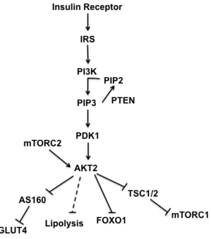 Figure 1-1. The insulin signaling cascade 