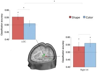 Figure 5: Classification results from the shape and color decoding analyses.  Results are 