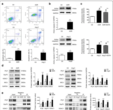 Fig. 1 IPexpression of IPand VDAC1 in pulled down samples from ADR- (3R-Grp75-VDAC1-MCU axis, mitochondrial Ca2+, and apoptosis in podocytes treated with ADR and Ang II