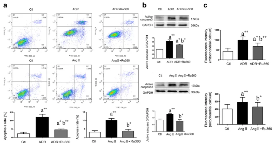 Fig. 4 MCU antagonist prevented podocytes from ADR- and Ang II-induced apoptosis in vitro