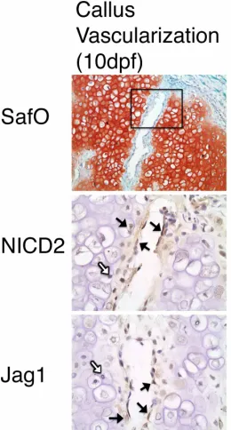 Figure 3.5. Jag1 and NICD2 are expressed in vascular endothelial 